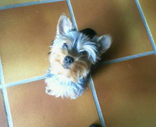 ���邿���@�ς҂����̌�y�Ł[��